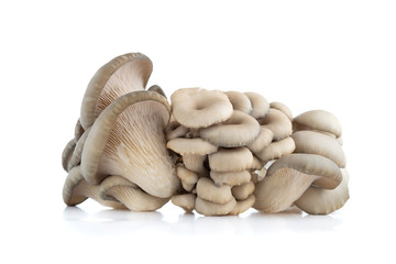 Oyster mushrooms on a white background. Fresh oyster mushrooms close-up on a white background.