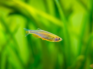 zebrafish (Danio rerio) isolated in a fish tank