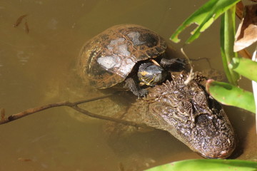 Obraz premium Alligator in pond