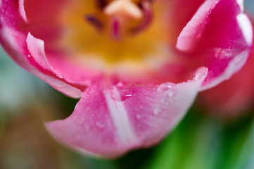 Red tulip flowers close up