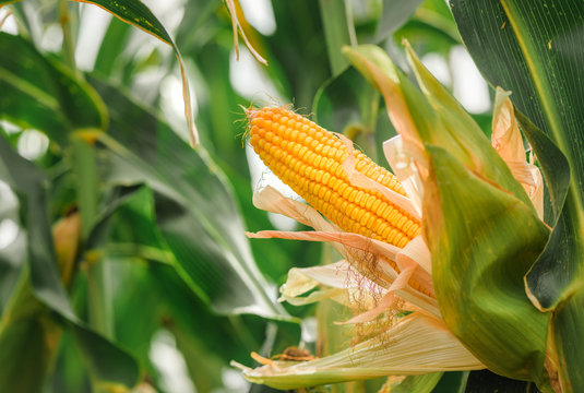 Ear of corn in cultivated cornfield