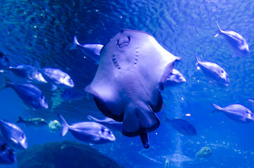 Stingray in the sea surrounded by fish