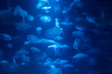 Lots of jelly fish with blue light