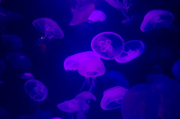 Big jellyfish with violet light