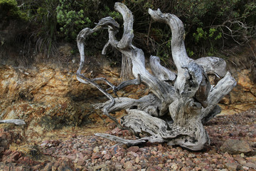 Kawau Island - shoreline low tide