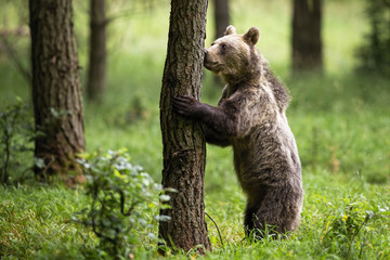 Interested brown bear, ursus arctos, standing on rear legs and sniffing a tree in summer forest. Wild Carpathian animal in green environment form side view with copy space