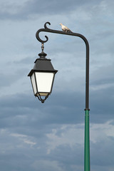 Fototapeta na wymiar Tourterelle sur un lampadaire