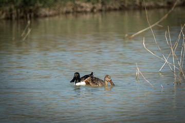 El cuchara com&uacute;n (Spatula clypeata),2​ tambi&eacute;n denominado pato cuchara, pato cucharo, pato cuchareta o pato cuchar&oacute;n norte&ntilde;o,3​ es una especie de ave anseriforme de la familia Anatidae 