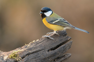 Great Tit sitting on old wood in forest,closeup. Looking for food. Genus species Parus major.