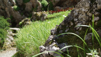 Obraz premium moss on a rock