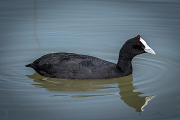 La focha moruna, ​ también conocida como focha cornuda y gallareta cornuda, es una especie de ave gruiforme de la familia Rallidae que habita en África y España.