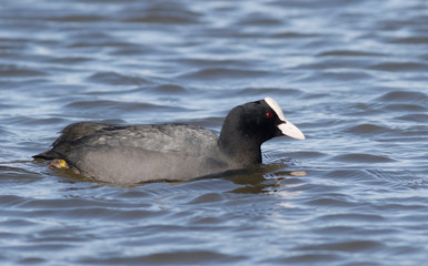 Common Coot