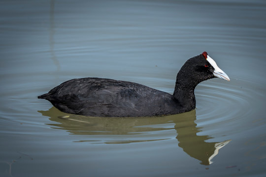 La focha moruna, ​ tambi&eacute;n conocida como focha cornuda y gallareta cornuda, es una especie de ave gruiforme de la familia Rallidae que habita en &Aacute;frica y Espa&ntilde;a.