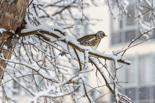 A fun gray and orange fieldfare Turdus pilaris is on a gray branch in the park in winter on a blurred white sky background
