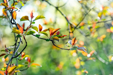 Spring tree with fresh blooming colorful leaves of green reddish and brown color. Shallow depth of field, selective focus, blurred background