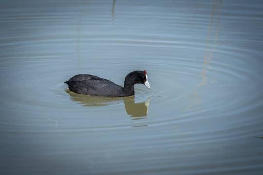 La focha moruna, ​ tambi&eacute;n conocida como focha cornuda y gallareta cornuda, es una especie de ave gruiforme de la familia Rallidae que habita en &Aacute;frica y Espa&ntilde;a.