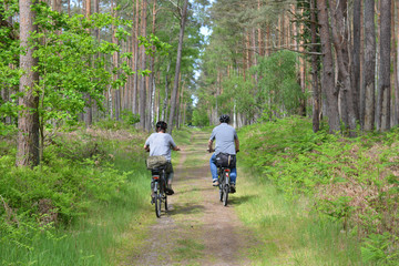 Radfahrer im Darßer Wald