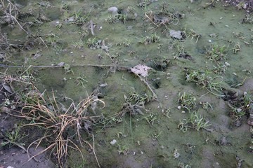 Dystope Landschaft aus Moos und Gras Querformat