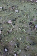 Dystope Landschaft aus Moos und Gras