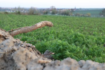 Stock ragt wie Schlange &uuml;ber Feld