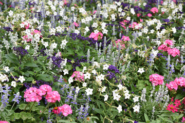 Jardin anglais en été