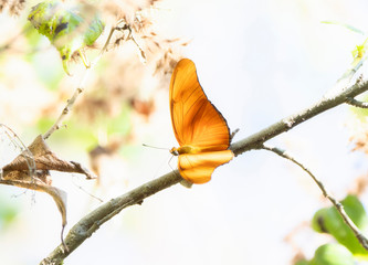 A Beautiful Orange Julia Heliconian (Dryas iulia subspecies moderata) Perched on a Branch in Punta...