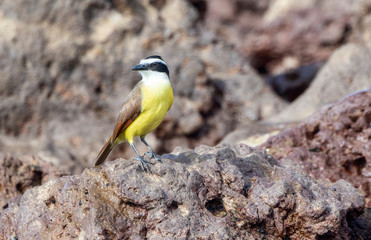 Great Kiskadee (Pitangus sulphuratus) Perched on Rocks on the Shoreline of the Ocean at Punta Mita, Nayarit, Mexico