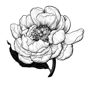 Vector drawing. Peonies - flowers and leaves on a white background. Use printed materials, signboards, posters, postcards, packaging.