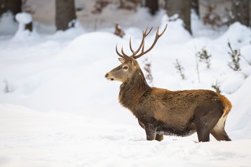 Vigilant red deer, cervus elaphus, paying attention in the middle of chilly forest. Adult mammal with antlers watching the snowy surroundings of the woods. Solitary animal in the wilderness.