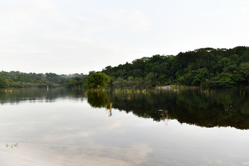 river and forest dawn on one of the tributaries in the Amazon in Brazil