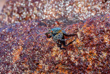 A Colorful Sally Lightfoot Crab (Grapsus grapsus) Climbing on a Wet Rock on the Shores of the Ocean in Punta Mita, Nayarit, Mexico