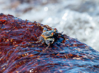 A Colorful Sally Lightfoot Crab (Grapsus grapsus) Climbing on a Wet Rock on the Shores of the Ocean...