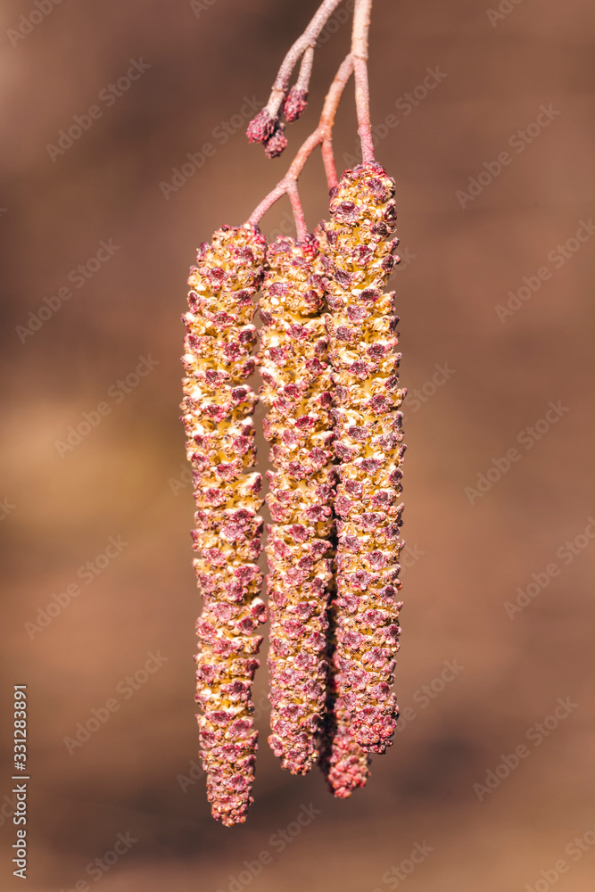 Wall mural alder pollen from alder on a branch.