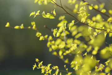 Young tree leaf and bud. New spring foliage appearing on branches. Tree or bush releasing buds. Seasonal forest background.