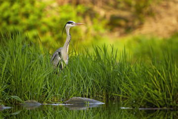 Attentive grey heron, ardea cinerea, hiding in tall green grass near river at sunset in summer....