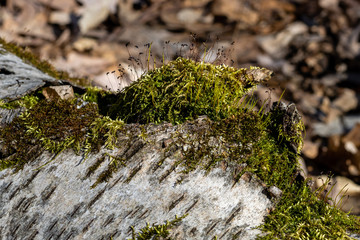 Moss grows on a downed tree in Kettle Moraine State Forest near Parnell Tower
