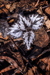 White parts of ornamental nettle leaves in nature.