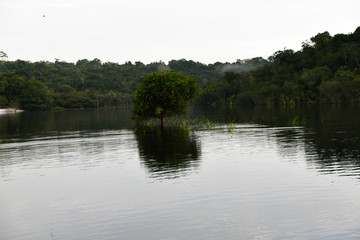 tree in water in a tributary of the Amazon in Brazil