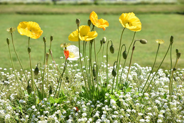 Pavots jaunes au printemps