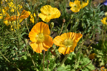 Pavots jaunes au jardin au printemps