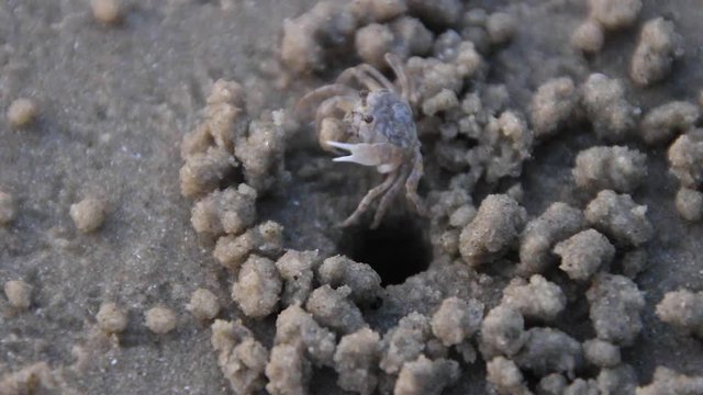 Soldier crab or Mictyris (Dotilla wichmani De Man). Small soldier crab Creating a round sand in his hole to eat food stuck to the sand. And use its claws to grind sand that has food through its mouth 