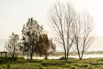 trees in morning mist