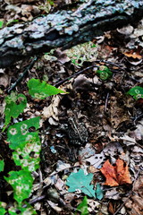 Small toad camouflaged in its natural habitat on the forest floor in Ontario, Canada.