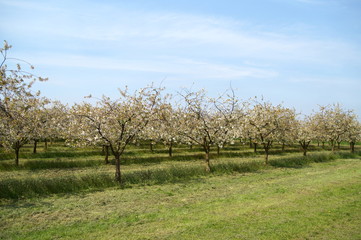 plum trees in bloom. fruits rows of plums trees, grow on the rural field. Blooming prune tree plantation in spring. Spring orchard during blooming. Blossoming fruit tree, white petal flowers.