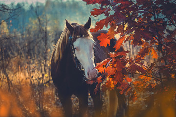 Red horse with white face and blue eyes on autumn background