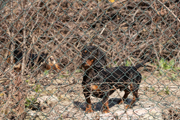 Male black dachshund behind a net fence on a sunny day