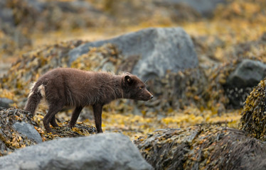 Arctic fox standing on a rocky sea coast in Iceland