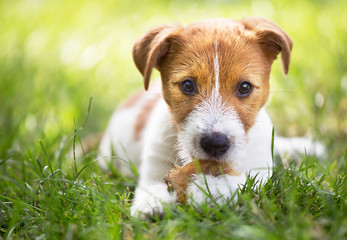 Healthy cute happy pet dog puppy chewing snack bone, cleaning teeth in the grass