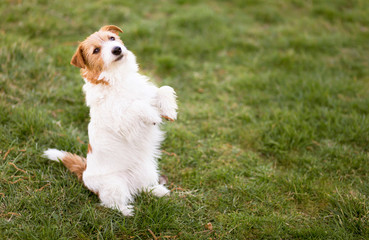 Small cute funny smiling obedient dog puppy sitting in the grass, pet training, obedience concept