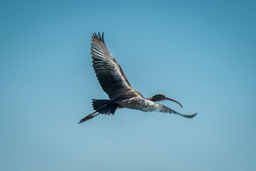 
Morito común (Plegadis falcinellus), volando sobre cielo azul. Es el único ibis que aparece de forma natural en Europa. Su talla, su pico curvo y sus tonos oscuros lo hacen inconfundible.